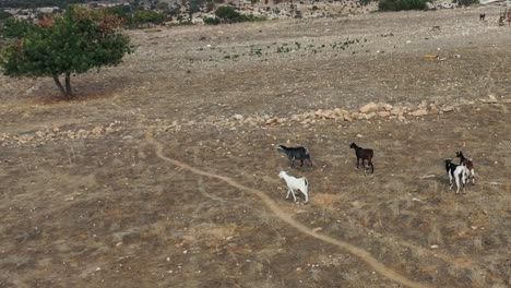 A-group-of-domesticated-free-roam-goats-walking-across-the-land-in-Europe