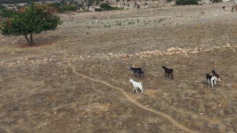 a group of domesticated free roam goats walking across the land in europe