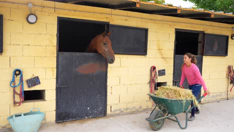 handler delivers straw bales to horses in the stable using a wheelbarrow while opening and closing doors
