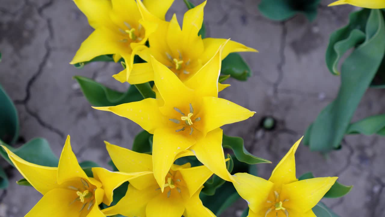revealing vast Jonquières tulips in bloom ready for harvesting for the netherlands