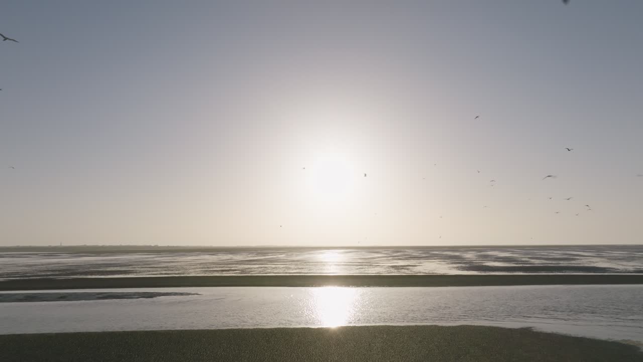 Medium-wide shot of a birds flying over wadden sea during sunrise