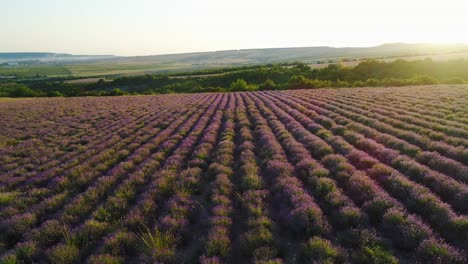 campo de lavanda visto desde el aire al amanecer o al atardecer
