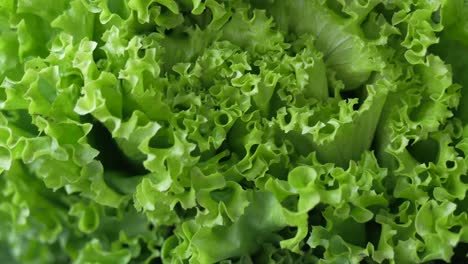 close-up of fresh lettuce