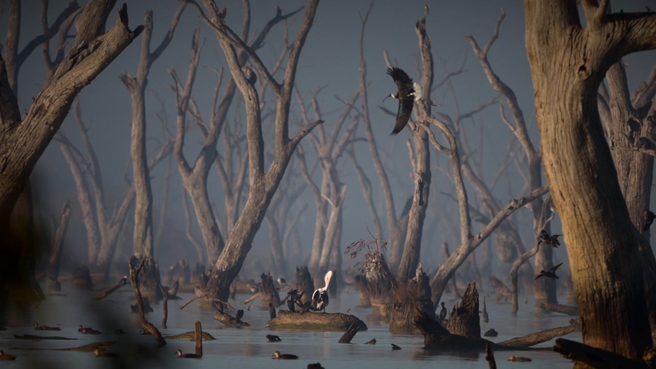 Una ripresa stabile di un pellicano solitario che si posa tranquillamente su un tronco nel suo habitat naturale di zone umide, raggiunto lentamente da sempre più uccelli.