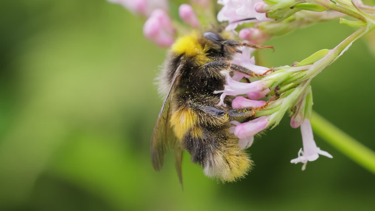 Bumblebee collects flower nectar at sunny day. Bumble bee in macro shot in slow motion.