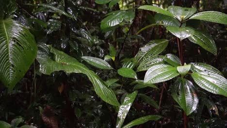 Lluvia-En-La-Selva-Peruana