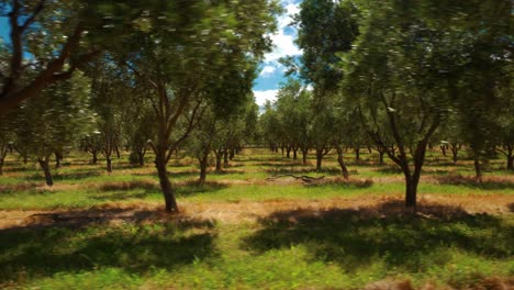 tracking shot of an olive grove in waipara, new zealand