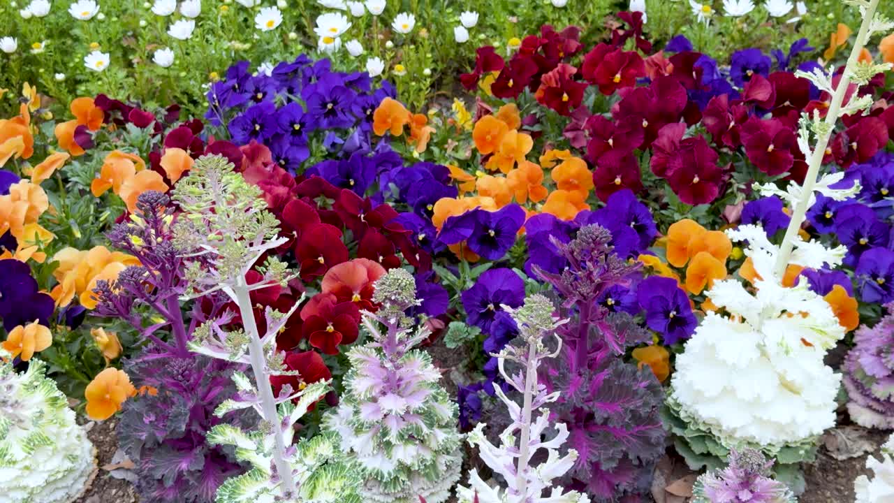 Um movimento lento da câmera revela couves ornamentais vibrantes, amor-perfeitos e violetas em um parque público.