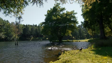 Focus-pull-on-ducks-swimming-in-shallow-pond-in-nature-of-New-Zealand,-sunny-day