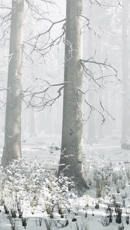 bosque de invierno: un país de las maravillas nevado y brumoso