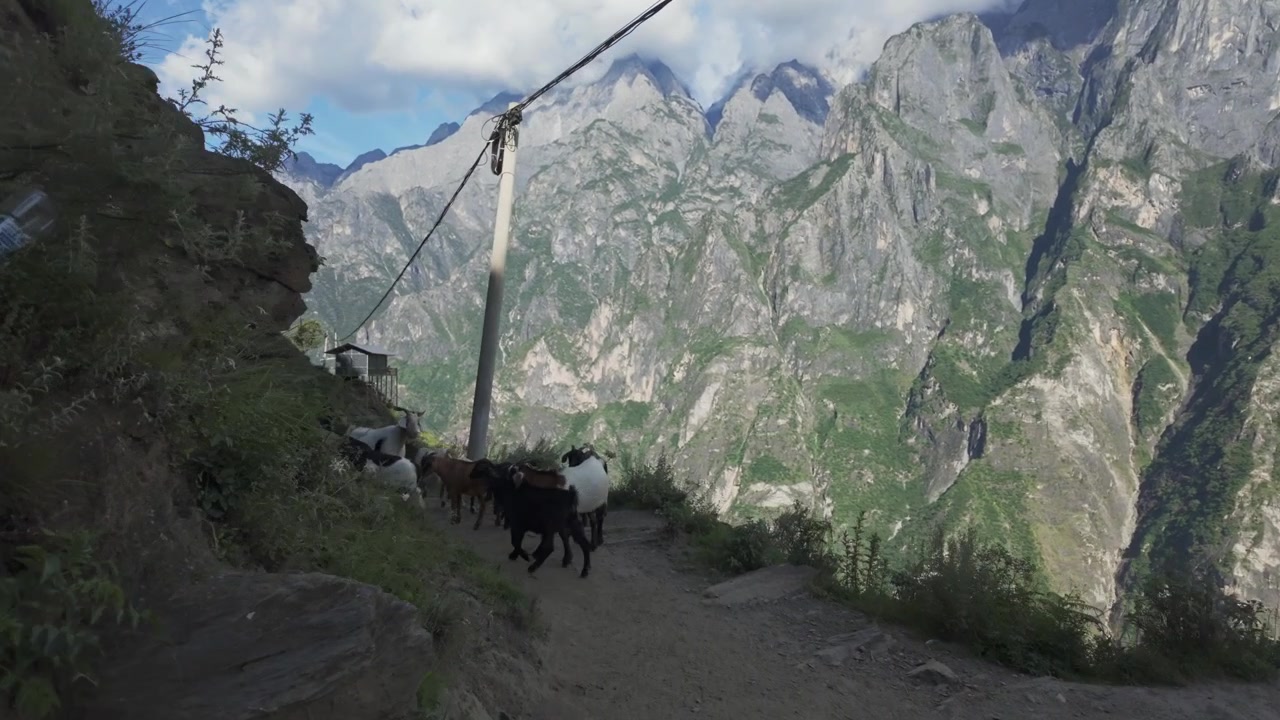 Passeggiata POV: incontro con capre sullo stretto sentiero alto della Gola del Salto della Tigre, Yunnan, Cina