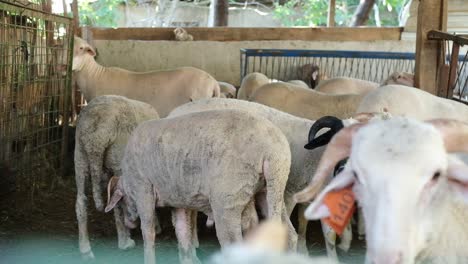 a sacrificial goat is being fed at a makeshift livestock market ahead of the muslim festival of eid al-adha, in turkey