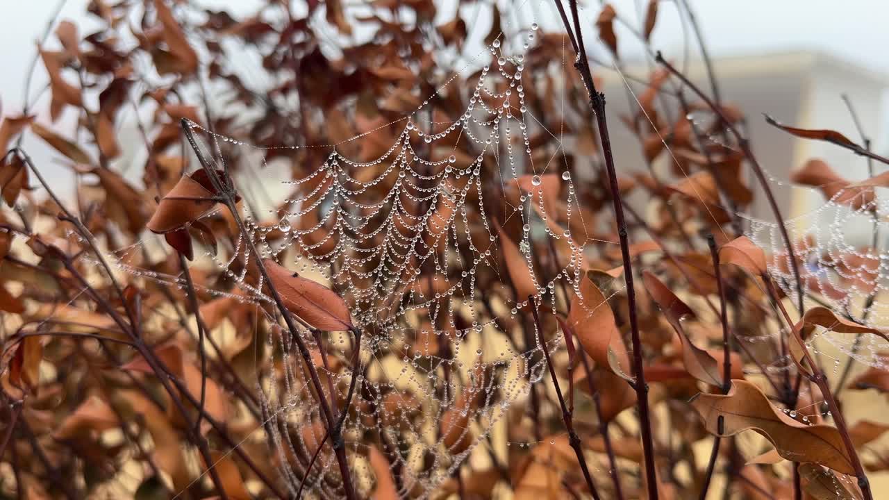 Spider webs filled with water in the early morning fog.