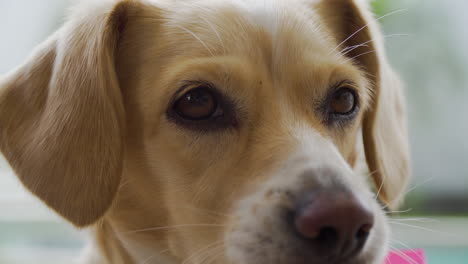 adorable young puppy dog closes up