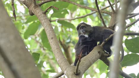 monos en cámara lenta subiendo a un árbol en áfrica en el parque nacional kilimanjaro en tanzania en un safari de vida silvestre y animales africanos, mono azul en una rama de árbol en un bosque en ramas