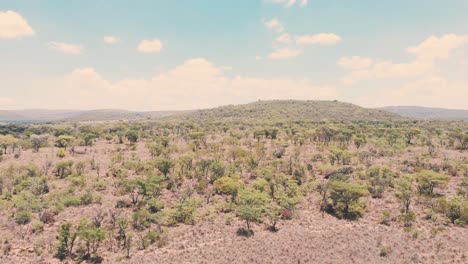 Trees-and-shrubs-in-dry-african-savannah-landscape,-drone-shot