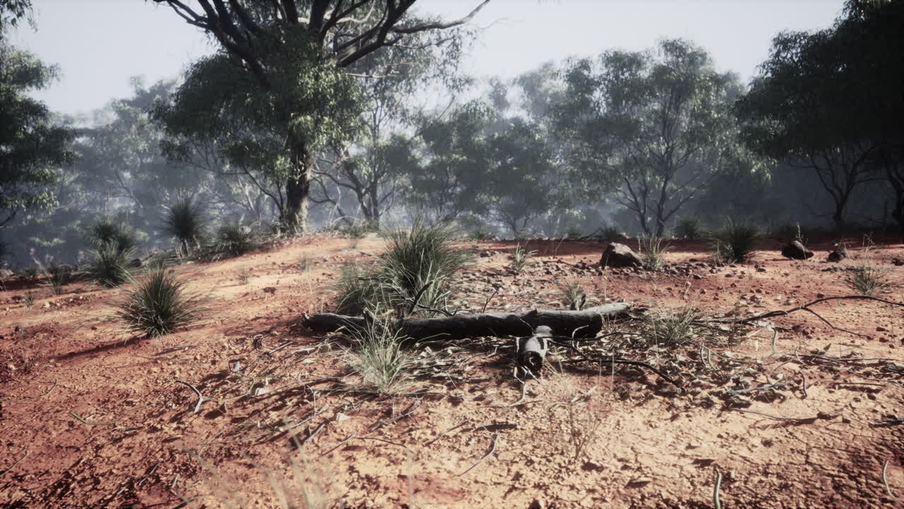 나무 와 노란 모래 가 있는 오스트레일리아 의 외 ⁇