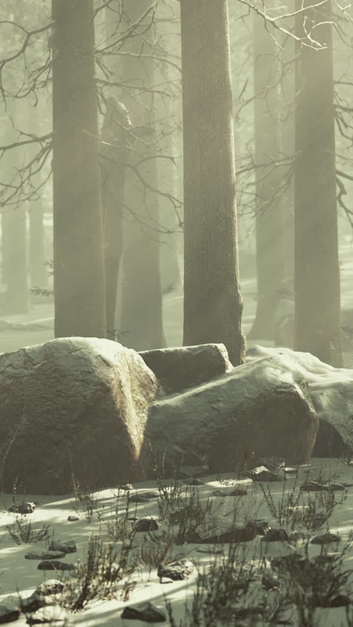 bosque nevado de invierno