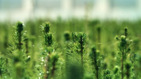 planting young pine seedlings for forest reproduction. growing pines