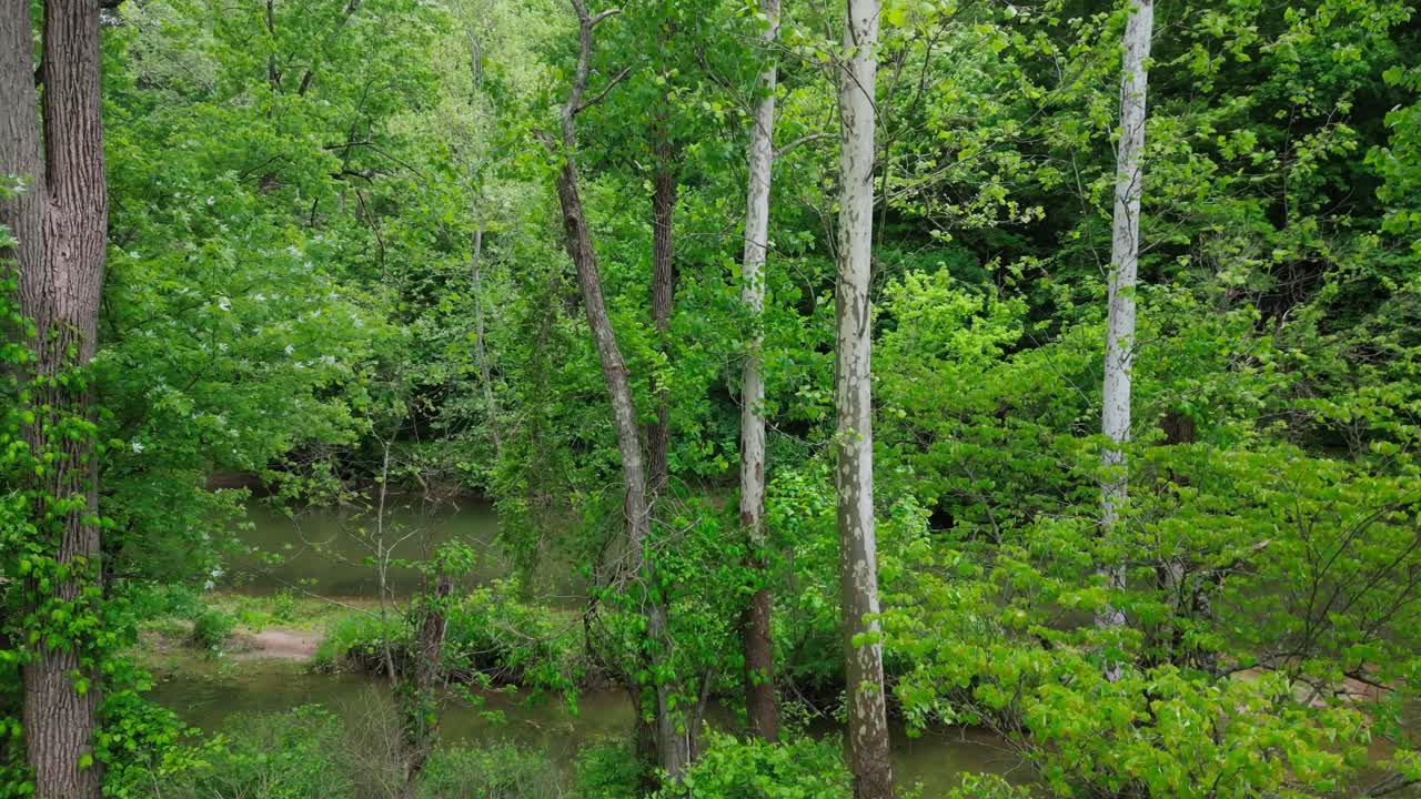 Drone flying and moving through thick dense woodland in nature