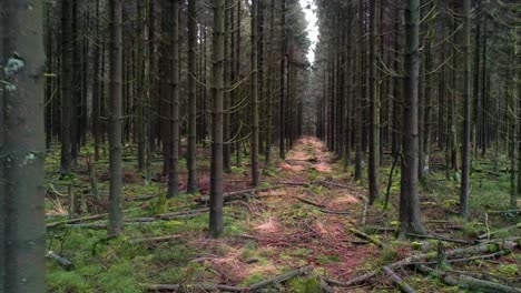 Drohne-Fliegt-Durch-Dichten-Kiefernwald,-Natur,-Umgestürzte-Äste