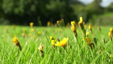 grass field in england, on a bright summer day