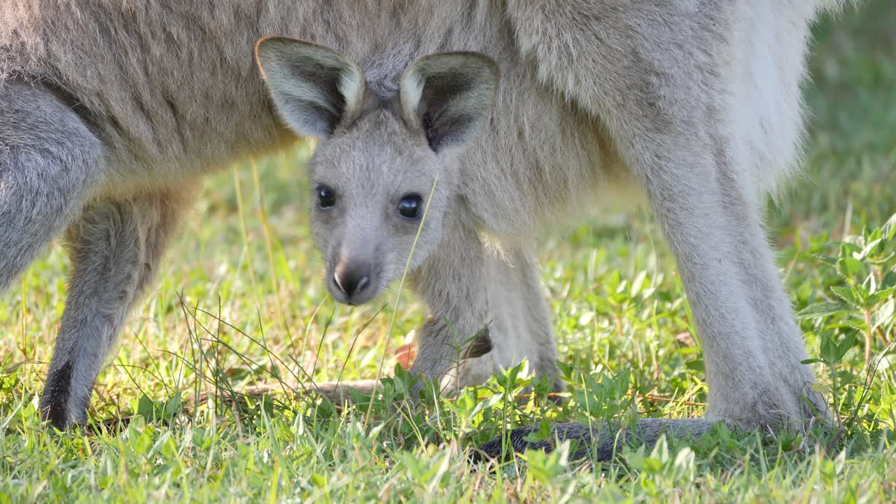 Close-up of a baby Joey Kangaroo feeding on grass from its mother's pouch. Wildlife behaviour