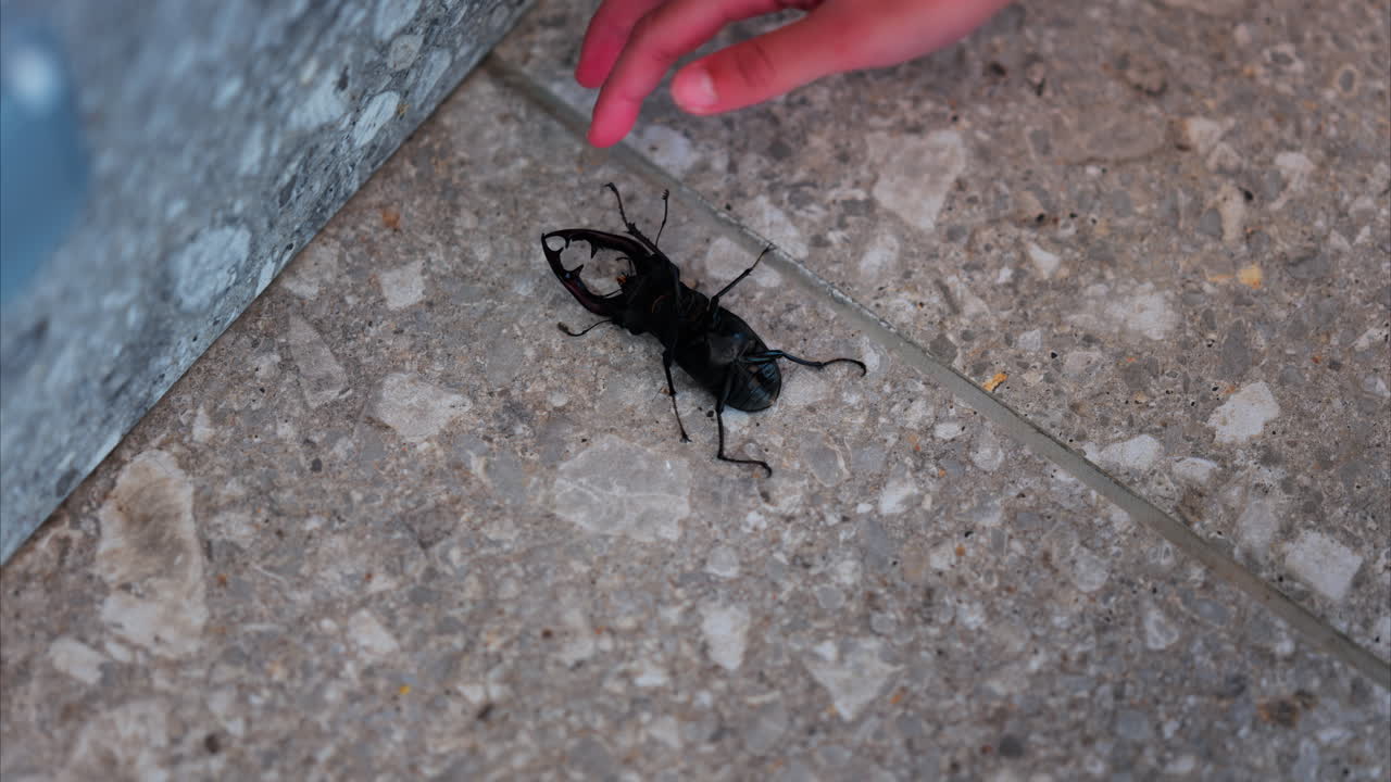 Large stag beetle crawling on pavement near child's hand