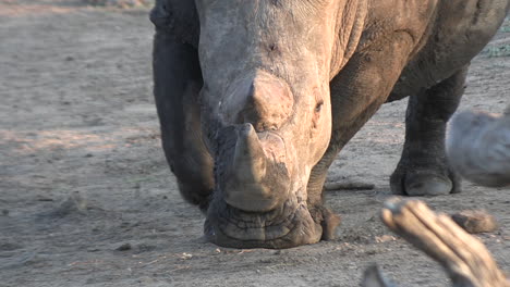 White-rhino-walks-along-packed-dirt,-old-leathery-skin-at-golden-hour