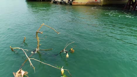 A-360-drone-shot-of-a-dead-tree-in-river