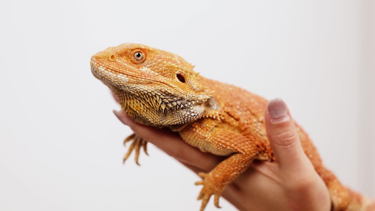 A bearded dragon lizard is gently held in a hand against a plain background, showcasing its vibrant colors and calm demeanor