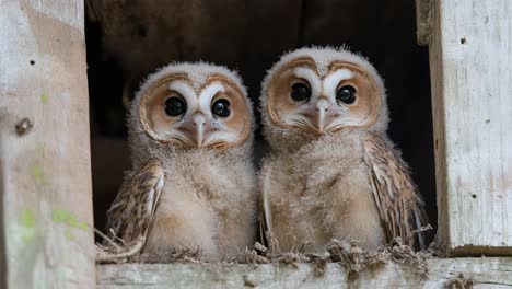two baby barn owls in a wooden nest box