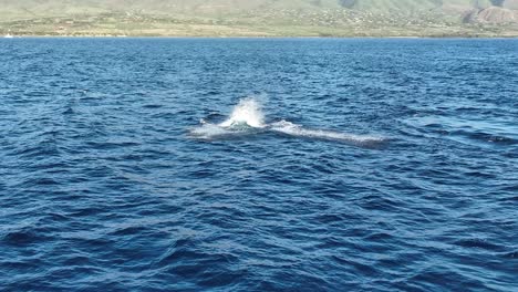 toma épica de una brecha de ballena jorobada bebé