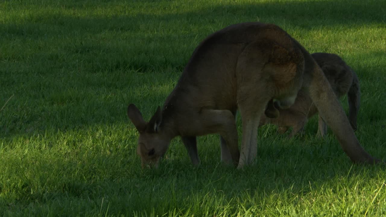 canguro gris oriental saltando mientras se alimenta en un campo de hierba en queensland, australia