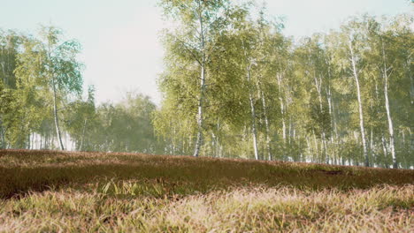 Birch trees on the green grass