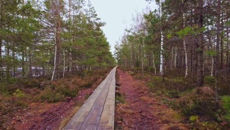 stabilised shot of a colorful forest trail