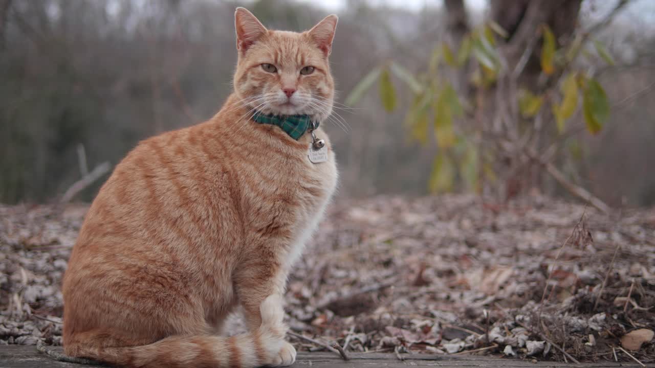 gato rojo con corbata de moño con hojas de otoño en el fondo