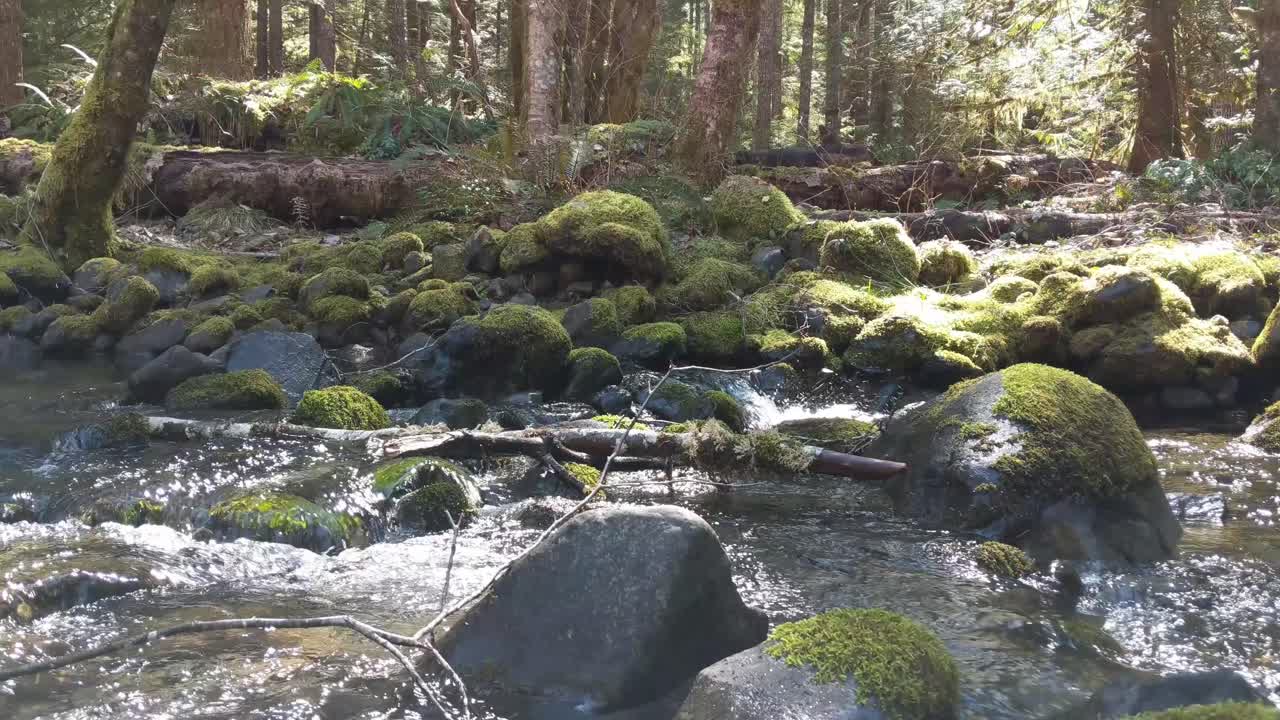agua que fluye sobre rocas cubiertas de musgo en el bosque del bosque nacional olímpico