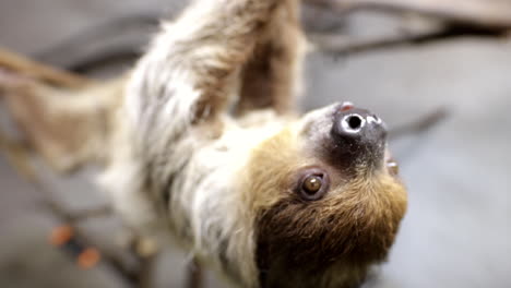 cute sloth feeding slow motion