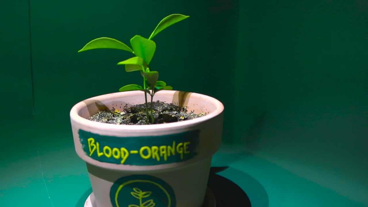 imágenes en cámara lenta de una planta de naranja sanguínea en una olla de arcilla en 4k, destacando la planta de cítricos con hermosas hojas verdes en un espacio arreglado con relámpagos y configuración de fondo verde
