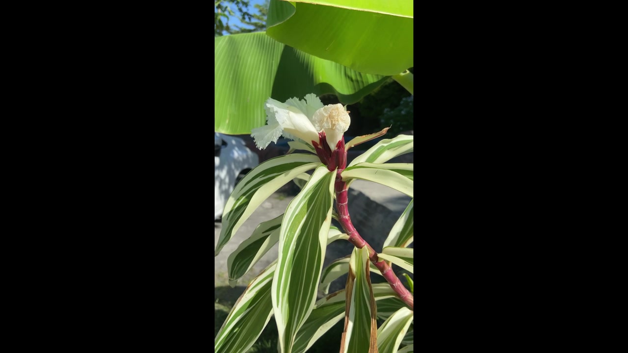 Flor Branca e Folhas Variegadas Balançando em um Jardim