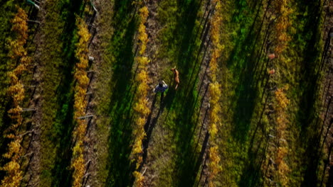 Drone-top-down-tracking-view-follows-man-and-dog-run-through-vineyard-rows-at-golden-hour
