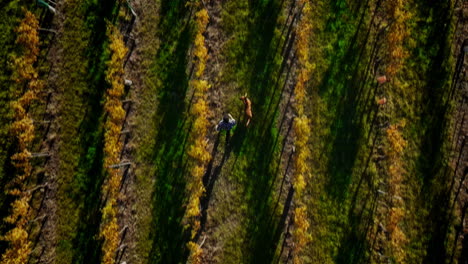 drone top down tracking view follows man and dog run through vineyard rows at golden hour