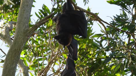 flying fox fruit bat hanging in gum tree scratches itself with open wings