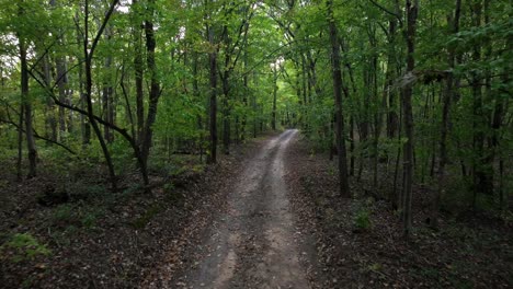 camino del bosque