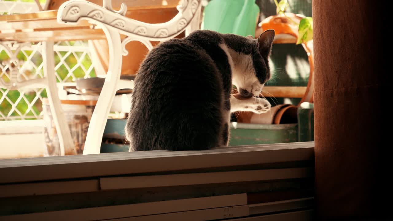 Primo piano di un gatto bianco e nero che si lecca la zampa alla luce del sole