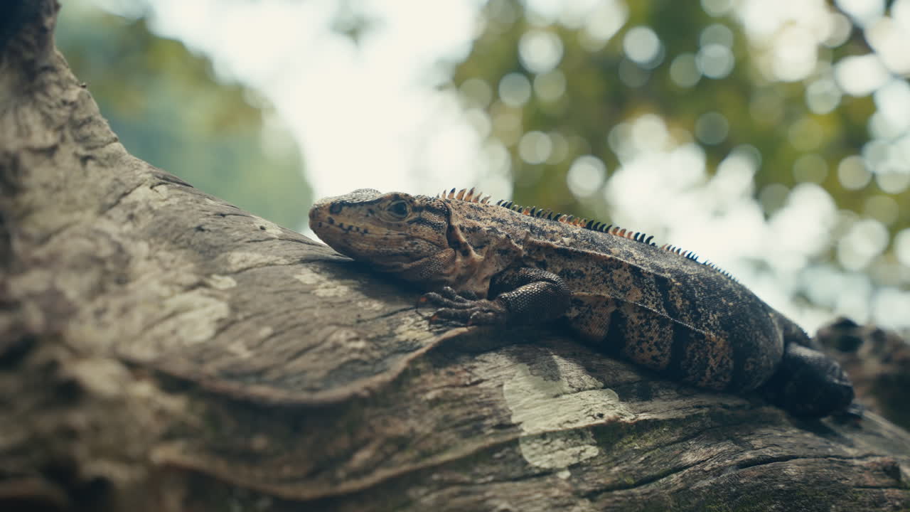 Iguana on a tree branch