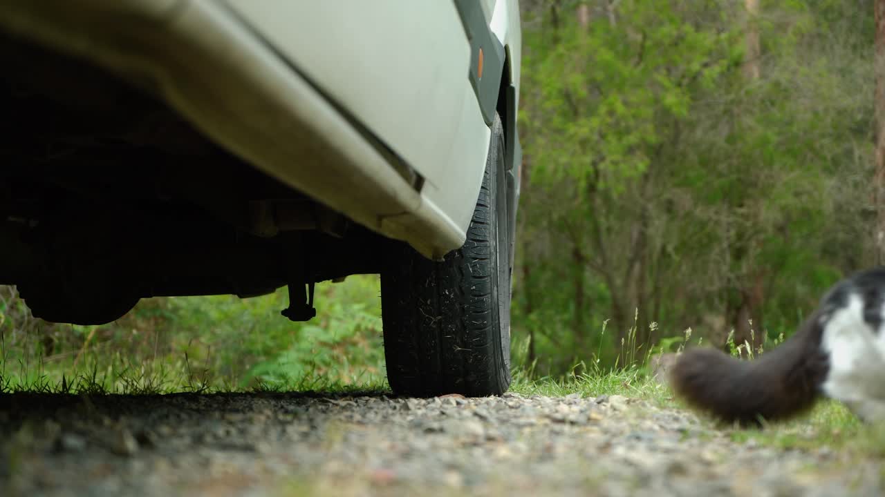 야생에서 캠핑하는 동안 리드에 색과 검은색 고양이 밴에 대해 호기심을 품고 화면에서 나갑니다.