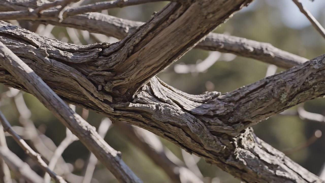 Close-up of Dry Weathered Tree Branches with Rough Bark