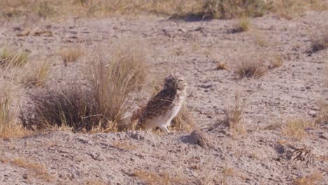 Grabende-Eule-In-Der-Patagonischen-Prärie,-Windiger-Tag,-In-Argentinien---Athene-Cunicularia